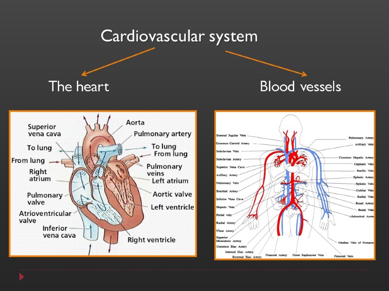 Cardiovascular system The heart Blood vessels